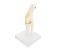 ELAYARD Anatomical Knee Joint Model Life Knee Joint Model for Teaching Human Body Anatomy Detailed