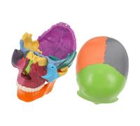 ELAYARD Detachable Human Skull Model with Bright Teaching Colors Anatomical Brain Puzzle for Medical Schools Labs and Research Detailed Visualization of Head Structure for Anatomy