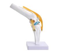 ELAYARD Human Anatomy Medical Teaching Aid with Functional Ligaments PVC Plastic Simulation for Student Learning and Injury Understanding