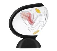 ELAYARD Transparent Structure Model Medical Model for Teaching Anatomy and Physiology Material for Education Patient Understanding and Medical