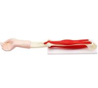 Elbow Joint with Muscles Model, Human Body Anatomy Replica of Normal Muscled Model Educational Tool for Study Teaching Aids