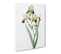 Elder Scented Iris Flower By Pierre Joseph Redoute Vintage Canvas Wall Art Print Ready to Hang, Framed Picture for Living Room Bedroom Home Office Décor, 30x20 Inch (76x50 cm)