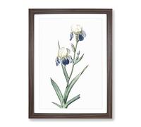 Elder Scented Iris Flowers By Pierre Joseph Redoute Vintage Framed Print | A2 Walnut Framed Wall Art | Ready to Hang | Classic Floral Picture | Living Room Bedroom Lounge Office