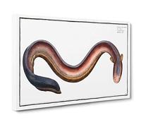 Electric-EEL by M.E. Bloch Canvas Print | Gallery Wrapped 30mm Frame Wall Art | 30x20 inches | Ready to Hang | Modern Picture | Living Room Bedroom Lounge Office