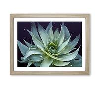 Electrifying Aloe Vera Plant H1022 Framed Print for Living Room Bedroom Home Office Décor, Wall Art Picture Ready to Hang, Oak A3 Frame (46 x 34 cm)