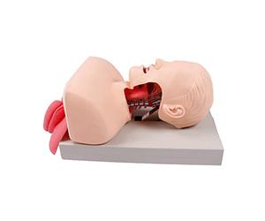 Electronic Silicone Airway Management Trainer, Advanced Human Endotracheal Intubation Head Model for Medical Training and Education
