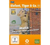 Elefant, Tiger & Co. 38 Malik, ein Löwe wird erwachsen, 1 DVD. Tl.38