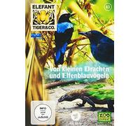 Elefant, Tiger & Co. 43. Von kleinen Drachen und Elfenblauvögeln