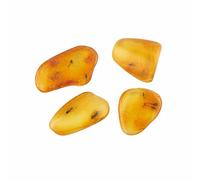 ELEGAMBER Baltic Amber Natural Fossil Insects - Four Sets, True Insect Samples - Science Classroom Science Education Animal Specimens (Two or More Insects Amber Fossils)