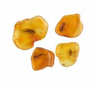 ELEGAMBER Baltic Amber Natural Fossil insects - Four Sets, True Insect Samples - Science Classroom Science Education Animal Specimens (Medium Amber Fossil Insects)