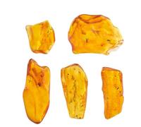 ELEGAMBER Baltic Amber Natural Fossil Insects,Insects from Millions of Years ago,True Insect Samples-Science Classroom Science Education Animal Specimens