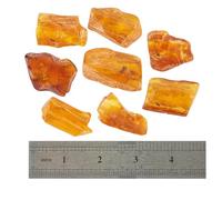 ELEGAMBER Baltic Amber Natural Fossil Insects,Insects from Millions of Years ago,True Insect Samples-Science Classroom Science Education Animal Specimens