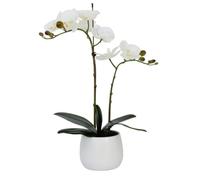 Elegant Double Stem White Real Touch Artificial Potted Orchid (46cm) In Round White Ceramic Pot