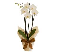 Elegant Harmony Phalaenopsis Fresh Orchid Plant in Gift Wrap with Ribbon for Home Décor and Gifting, White or Cerise