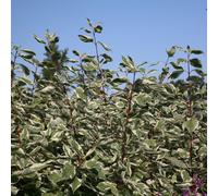 Elegantissima Red Barked Dogwood Shrub Plant Cornus Alba 2L Pot Plant Theory Green One Size
