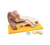 Elementary Anatomy Anatomical Ear Model - 3x Enlarged Ear Model with Outer, Middle & Inner Ear, Removable Ossicles, 4-Part, Hand-Painted, Base