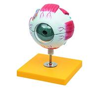 Elementary Anatomy - Budget 6 Part Human Eye Anatomy Model with Base - 3 Times Enlargement - School Teaching