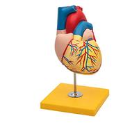 Elementary Anatomy Heart Model - Life-Size Human Heart, 2-Part | Removable Wall & Visible Chambers | Hand Painted | Base Included | Ideal for School & Teaching