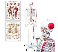 Elementary Anatomy Muscle Skeleton - Life-Size Human Skeleton | Muscle Origins & Insertions | Freestanding Stand & Anatomy Poster Included | Durable PVC
