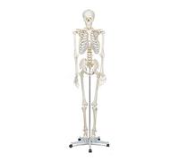 Elementary Anatomy Skeleton - Life-Size Human Skeleton | Removable Arms, Legs & 3-Part Skull | Movable Base | Skeletal & Muscular Anatomy Posters Included