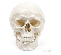 Elementary Anatomy Skull Model - Life-Size Human Skull, 3-Part | Removable Calvarium & Movable Jaw | Realistic Sutures, Foramina & Fissures | Durable PVC