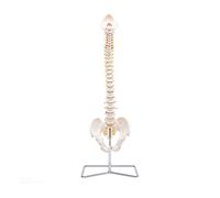 Elementary Anatomy Spine Model - Life-Size Flexible Human Spine | Pelvis & Occipital Bone | Herniated Disc L3-L4 | Spinal Nerves & Cervical Artery | Durable PVC