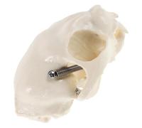 ELEOUTI Realistic Cat Skull Anatomy Model Skeleton Figurine for Teaching with Detailed Craftsmanship and Comprehensive Guide, Pvc Material Suitable for Classroom Demonstrations