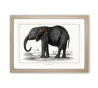 Elephant by Oliver Goldsmith Framed Print | A2 Oak Framed Wall Art | Ready to Hang | Modern Animal Picture | Living Room Bedroom Lounge Office