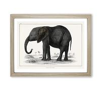 Elephant By Oliver Goldsmith Vintage Framed Print | A2 Oak Framed Wall Art | Ready to Hang | Classic Animal Picture | Living Room Bedroom Lounge Office