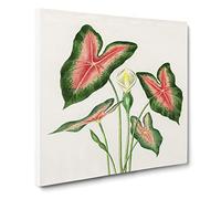 Elephant Ear Lily Flower by Charles d' Orbigny Vintage Canvas Wall Art Print Ready to Hang, Framed Picture for Living Room Bedroom Home Office Décor, 20x20 Inch (50x50 cm)