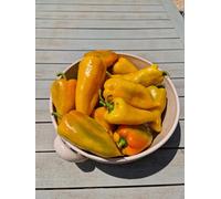Elephant Ear Orange Sweet Pepper Seeds - 10 Fresh Seeds