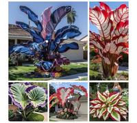 Elephant Ear Plants Fast Growing e Tolerant Perennials Lar Leaves for Garden Decor den Jade Carving 8 Bulbs Included