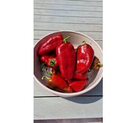 Elephant Ear Red Sweet Pepper Seeds - 10 Fresh Seeds