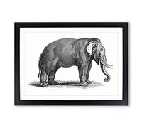 Elephant in Black & White by George Shaw Framed Print | A2 Black Framed Wall Art | Ready to Hang | Modern Animal Picture | Living Room Bedroom Lounge Office