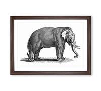 Elephant in Black & White by George Shaw Framed Print | A2 Walnut Framed Wall Art | Ready to Hang | Modern Animal Picture | Living Room Bedroom Lounge Office