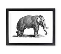 Elephant In Black & White By George Shaw Vintage Framed Print | A2 Black Framed Wall Art | Ready to Hang | Classic Animal Picture | Living Room Bedroom Lounge Office