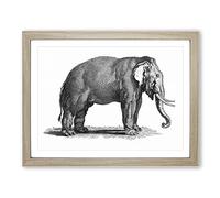 Elephant In Black & White By George Shaw Vintage Framed Print | A3 Oak Framed Wall Art | Ready to Hang | Classic Animal Picture | Living Room Bedroom Lounge Office