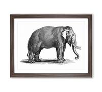 Elephant In Black & White By George Shaw Vintage Framed Print | A4 Walnut Framed Wall Art | Ready to Hang | Classic Animal Picture | Living Room Bedroom Lounge Office