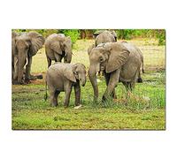 Elephant Moremi Wildlife Reserve Botswana Jigsaw Puzzle for Adults 500 Piece Travel Gift Souvenir 52x38CM