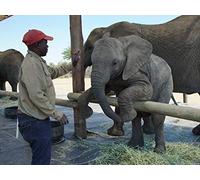 Elephant Noses And Ancient Animals