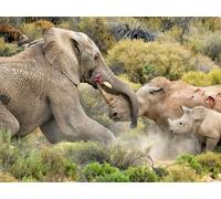 Elephant vs. Rhino | Clash of the Titans