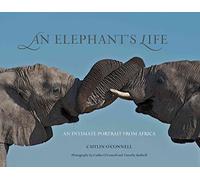 Elephant's Life: An Intimate Portrait From Africa