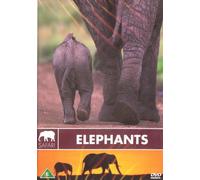 ELEPHANTS - SAFARI