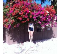 Elf Power - Sunlight on the Moon