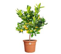 Algarve Cilindro 30cm Terra