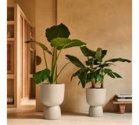 elho Amber Coupe Round 41 - Plant Pot for Indoor & Outdoor - 100% Recycled Plastic - Ø 41.3 x H 57.9 cm - Beige/Balanced Beige