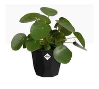 Elho B.For Rock 14cm Display Pot LIVING BLACK - PACK (8)