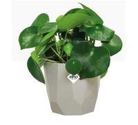 Elho B.For Rock 14cm Display Pot WARM GREY - PACK (8)