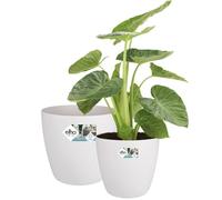 elho Brussels Round Wheels 35, 40 Flower Pots Set - White