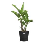 Elho Foss Round Planter with Water Reservoir 25cm x 24cm Living Black Plastic Flower Pot Frost Resistant Indoor Outdoor Use